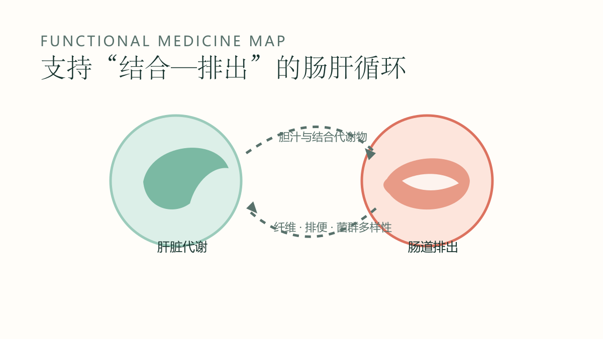 肝脏代谢、胆汁与结合代谢物、肠道排出之间的循环示意图